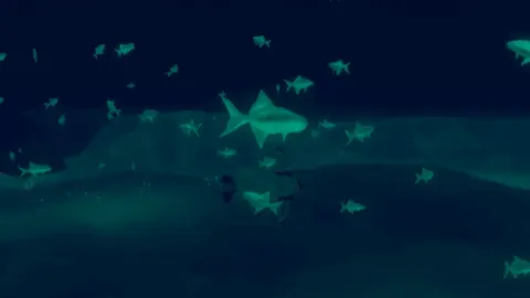 Penguin Colony Story: A Spoiler-Light Player's Guide